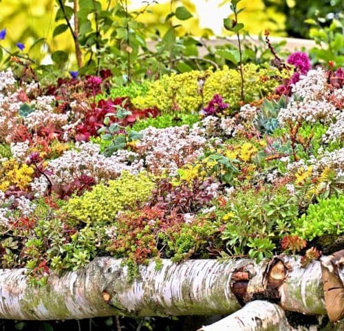 Groendak initiatieven in Nederland