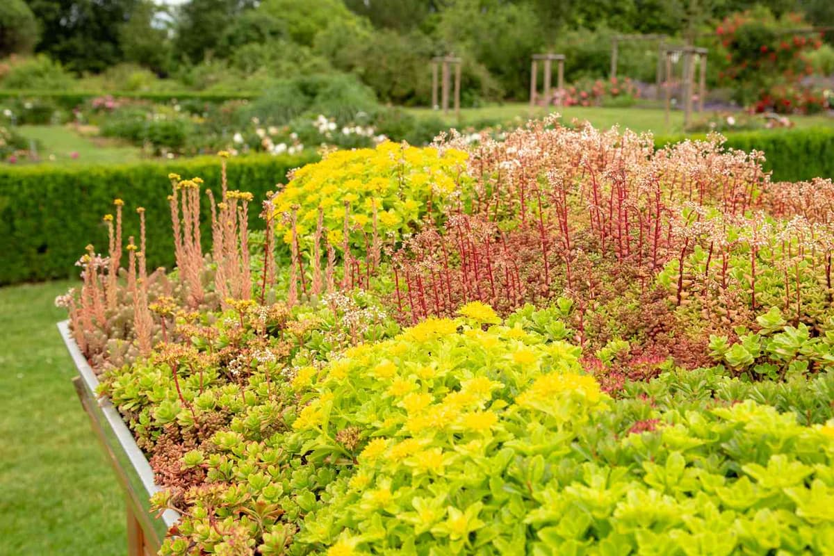 Zonnepanelen in combinatie met sedum